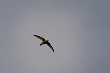 Common swift, Apus apus.