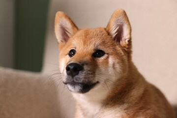 Cute Shiba Inu puppy on armchair at home