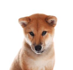Cute Shiba Inu puppy on white background