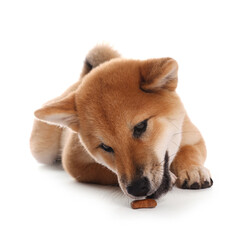 Cute Shiba Inu puppy eating pet treat on white background