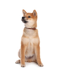 Cute Shiba Inu puppy with collar on white background