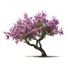 Obraz premium A graceful blossoming tree features soft pink flowers against a sky. Embracing nature's tranquil beauty and vibrant hues.