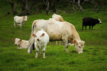 Obraz premium Close-up of a group of cows and calves grazing on a lush green meadow on the island of Pico in the Azores, Portugal.
