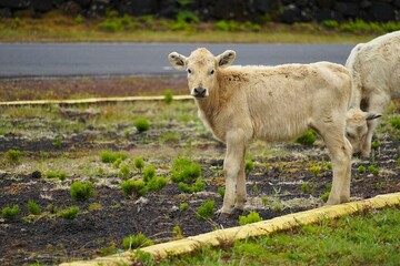 Close-up of a white calf standing in on road of the Pico Highway on the island of Pico in the...