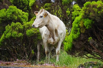 Close-up of a cow standing among several bushes and shrubs on a green meadow on the island of Pico in the Azores, Portugal.