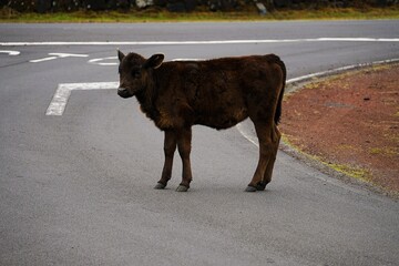 Close-up of a brown calf standing in on road of the Pico Highway on the island of Pico in the...