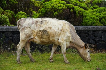 Close-up of a cow standing in front of a wall made of volcanic stones on the island of Pico in the...