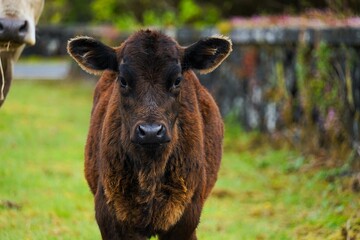 Close-up of a brown calf standing in front of a wall made of volcanic stones on the island of Pico...
