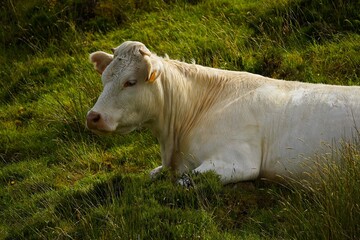 Portrait of a cow on a green meadow on the island of Pico in the Azores, Portugal.