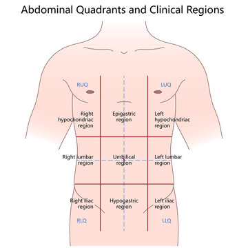 abdominal quadrants and nine clinical regions, labeled anatomical areas for diagnosis diagram hand drawn schematic raster illustration. Medical science educational illustration