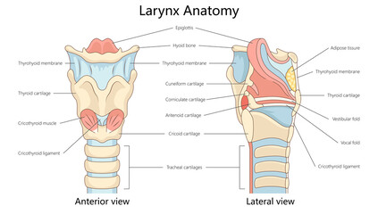 Plakat larynx, showing anterior and lateral views with cartilages, ligaments, folds, muscles, membranes structure diagram hand drawn schematic raster illustration. Medical science educational illustration