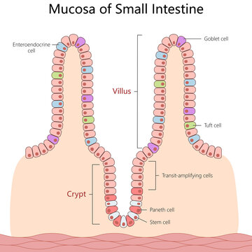 small intestine mucosa, showing villus and crypt structure with labeled cell types for educational purposes structure diagram hand drawn schematic raster illustration. Medical science illustration