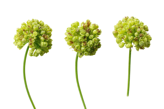 Three light-green, spherical flower buds on long stems.  Close-up, isolated against black
