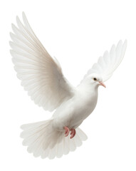 Obraz premium White dove with outstretched wings.