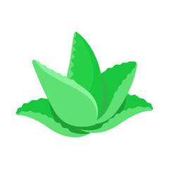 Aloe vera plant with fresh green leaves. illustration Aloe vera for used in skincare, health, and beauty products. Perfect for aloe vera-themed organic designs