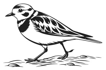 Illustration of a wagtail walking on the ground isolated on white background