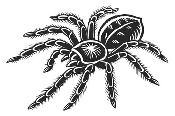 Detailed vector illustration of a tarantula isolated on white background