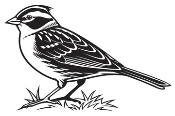 Illustration of a sparrow isolated on white background, side view