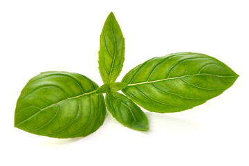 Naklejka na ściany i meble Fresh Basil, Ocimum basilicum Leaves, isolated on white background
