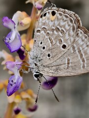 Delicate Gray Butterfly on Purple Wildflowers.