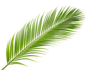 Obraz premium A vibrant green palm frond with delicate leaves isolated on a transparent background 