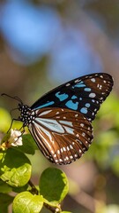 Naklejka premium Close-up of a butterfly on a flower (4)