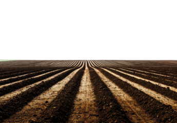 Dark, flat, plowed field, rows of furrows extending to horizon