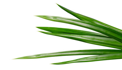 Fresh pandan leaves isolated on white background