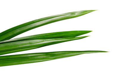 Fototapeta premium Green pandan leaves isolated on white background