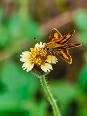 Delicate Orange Butterfly Feeding on a Small White Flower.