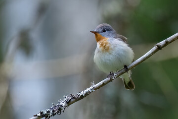Red-breasted Flycatcher