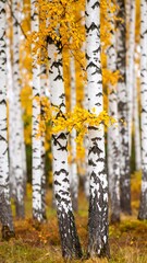 Autumn birch forest