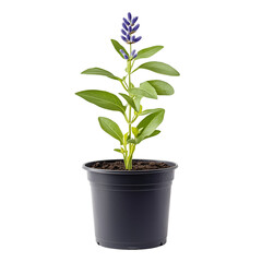 Fototapeta premium A bunch of dried lavender stems neatly tied with twine on transparent png background. Ai generated