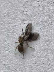Jumping Spider Captures Fly on Textured Wall.