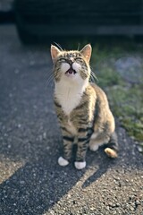 Funny tabby cat sitting outdoors and meow to the camera.	Vertical image with selective focus.