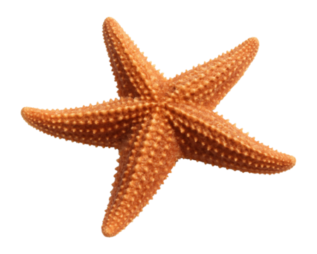 Starfish with five arms and spiny surface texture.