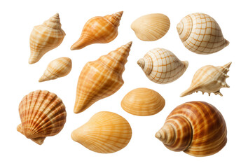 Collection of beach seashells.