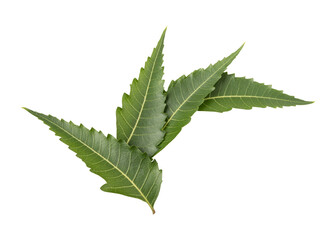 Fresh green neem leaves isolated on transparent background