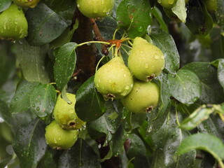 Roosevelt willow with green leaves in nature