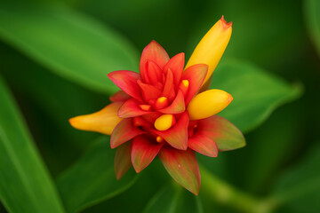 Photo-based macro of Costus woodsonii red button ginger flower with yellow buds and tropical green leaves
