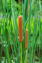 Cattail spike growing cylindrically near water in summer.