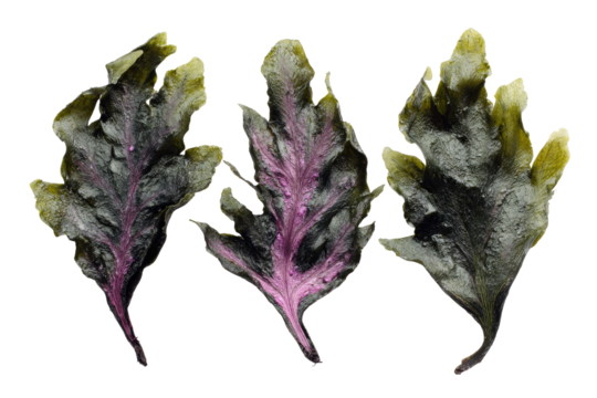 Three dried, textured leaves.  Dark green,  and  muted purple highlights.  Close-up, isolated