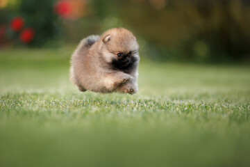 funny pomeranian spitz puppy jumping above grass