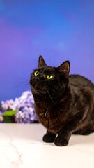 Black cat looking up at purple background