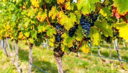Fototapeta premium Red grapes on vine, autumnal foliage