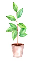 Watercolor illustration of a small plant in a pot