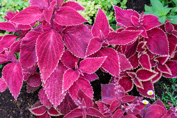 Beautiful leaves of coleus in the garden. © billyfam