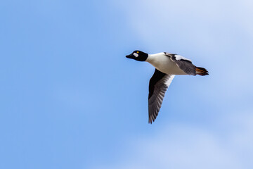 Common Goldeneye