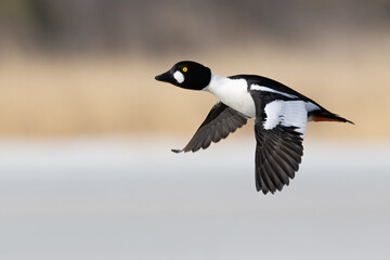 Common Goldeneye