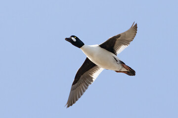 Common Goldeneye